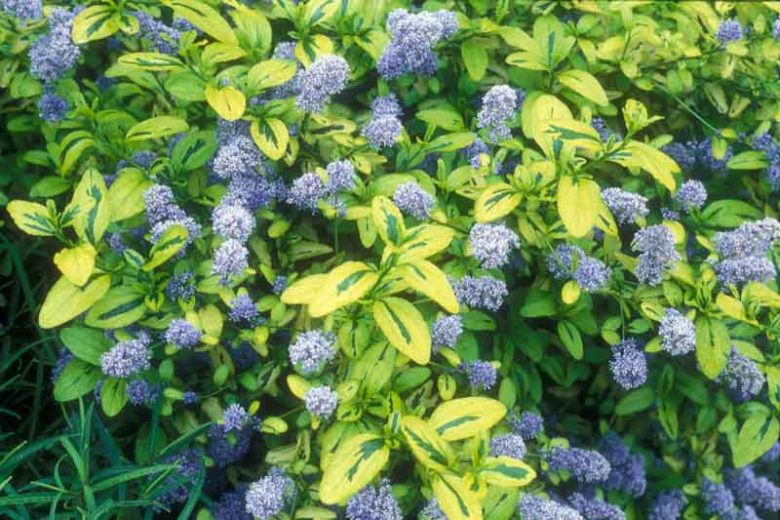 Ceanothus 'Pershore Zanzibar',  California Lilac 'Pershore Zanzibar', Ceanothus 'Zanzibar', Ceanothus thyrsiflorus 'Zanzibar', Variegated California Lilac, Blue Flowers, Fragrant Shrubs, Evergreen Shrubs,