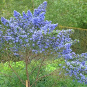 Ceanothus 'Puget Blue',  California Lilac 'Puget Blue', Ceanothus impressus 'Puget Blue', Blue Flowers, Fragrant Shrubs, Evergreen Shrubs