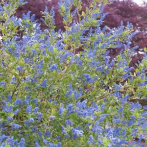Ceanothus 'Skylark',  California Lilac 'Skylark', Ceanothus thyrsiflorus 'Skylark', Blue Flowers, Fragrant Shrubs, Evergreen Shrubs