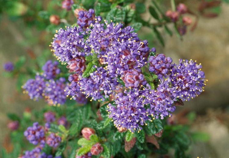 Ceanothus arboreus 'Trewithen Blue', California Lilac 'Trewithen Blue', Blue Flowers, Fragrant Shrubs, Evergreen Shrubs