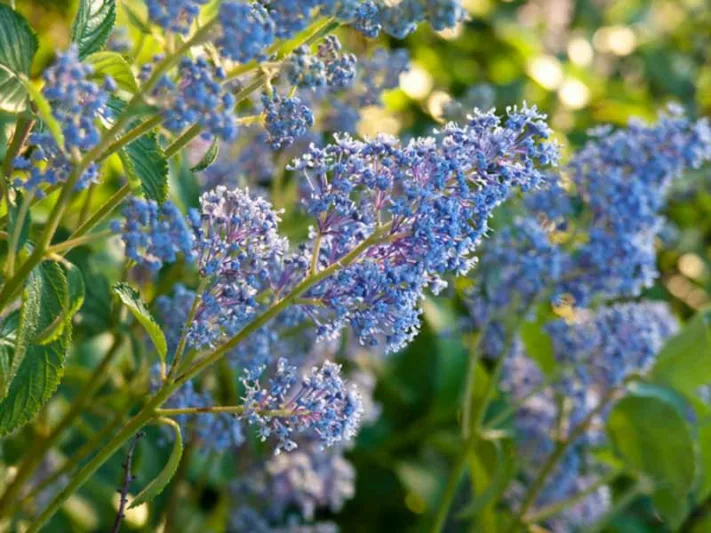 Ceanothus × delileanus 'Gloire de Versailles',  California Lilac 'Gloire de Versailles', Blue Flowers, Fragrant Shrubs,