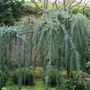 Cedrus atlantica 'Glauca Pendula',  Atlas Cedar 'Glauca Pendula', Weeping Blue Atlas Cedar, Blue Atlas Cedar 'Glauca Pendula', Conifer, Evergreen Tree, Blue Conifer, Weeping Conifer