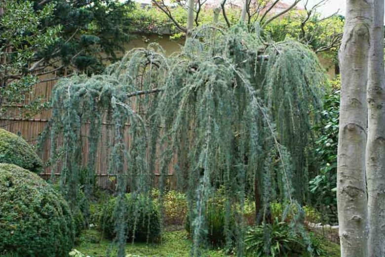 Cedrus atlantica 'Glauca Pendula',  Atlas Cedar 'Glauca Pendula', Weeping Blue Atlas Cedar, Blue Atlas Cedar 'Glauca Pendula', Conifer, Evergreen Tree, Blue Conifer, Weeping Conifer