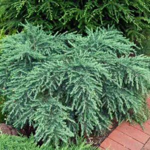 Cedrus deodara 'Feelin’ Blue', Himalayan Cedar 'Feelin’ Blue', Deodar Cedar 'Feelin' Blue', Conifer, Evergreen Tree, Blue Conifer, Dwarf Conifer