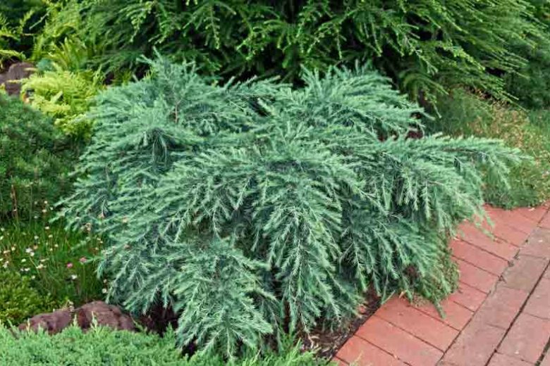 Cedrus deodara 'Feelin’ Blue', Himalayan Cedar 'Feelin’ Blue', Deodar Cedar 'Feelin' Blue', Conifer, Evergreen Tree, Blue Conifer, Dwarf Conifer