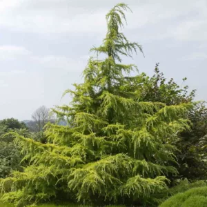 Cedrus deodara 'Golden Horizon', Himalayan Cedar 'Golden Horizon', Deodar Cedar 'Golden Horizon', Conifer, Evergreen Tree, Golden Conifer, Yellow Conifer