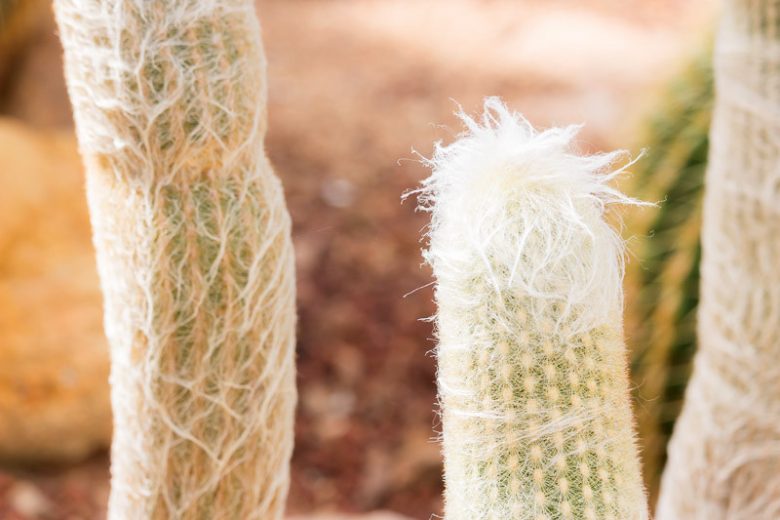 Cephalocereus senilis, Old Man Cactus, Bunny Cactus, Old Man of Mexico, White Persian Cat Cactus, Cactus bradypus, Cactus senilis, Cephalophorus senilis, Cereus senilis, Echinocactus staplesiae, Pilocereus senilis