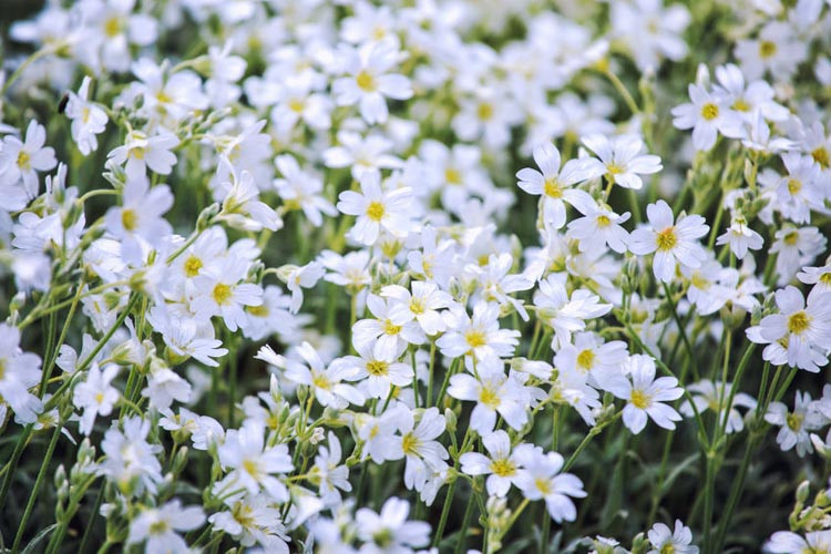 Cerastium Tomentosum, Snow in Summer, Dusty Miller, Jerusalem Star, Snow Plant, Wooly Mouse-Ear Chickweed, white flowers, ground covers, grouncover, perennial ground cover