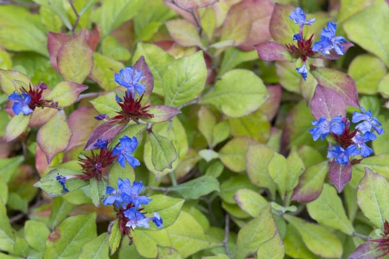 Ceratostigma plumbaginoides, Dwarf Plumbago, Blue Ceratostigma, Hardy Blue-Flowered Leadwort, Ceratostigma larpentiae, Plumbago larpentiae, Blue Flowers, Blue Groundcover