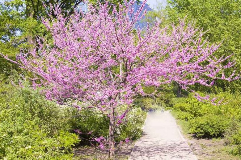 Cercis canadensis, Eastern Redbud, Shrub, Small Tree, Pink Flowers,