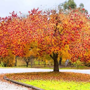 Cercis canadensis Forest Pansy, Redbud 'Forest Pansy, Forest Pansy Redbud, Shrub, Small Tree, Pink Flowers, ornamental tree, dark leaves