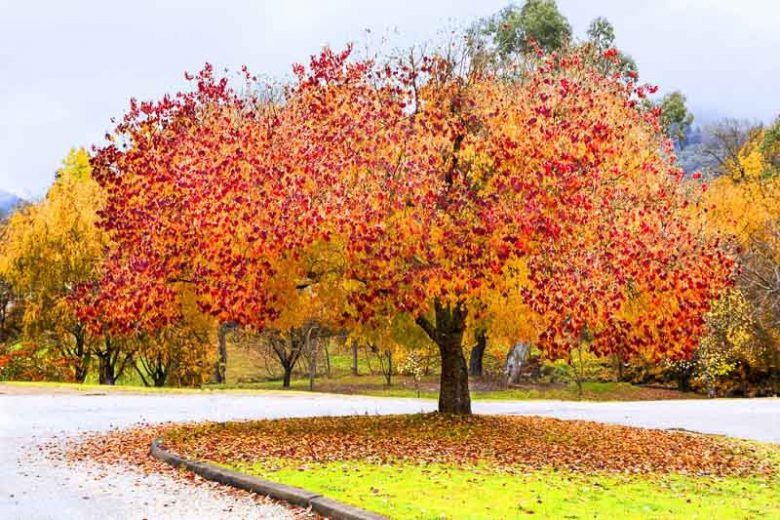 Cercis canadensis Forest Pansy, Redbud 'Forest Pansy, Forest Pansy Redbud, Shrub, Small Tree, Pink Flowers, ornamental tree, dark leaves