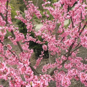 Cercis canadensis Tennessee Pink, Eastern Redbud Tennessee Pink, Shrub, Small Tree, Pink Flowers,