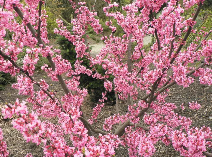 Cercis canadensis Tennessee Pink, Eastern Redbud Tennessee Pink, Shrub, Small Tree, Pink Flowers,