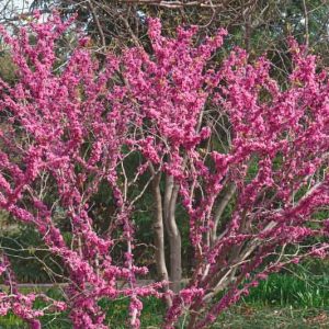 Cercis chinensis 'Don Egolf', Chinese Redbud 'Don Egolf',Shrub, Small Tree, Pink Flowers, ornamental tree, dark leaves