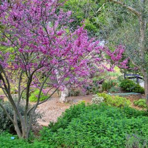 Cercis occidentalis, Western Redbud, Shrub, Small Tree, Pink Flowers,