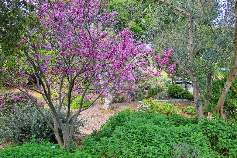 Cercis occidentalis, Western Redbud, Shrub, Small Tree, Pink Flowers,