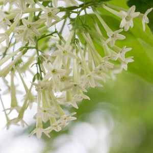 Cestrum nocturnum, Night-Blooming Jessamine, Night-Blooming Jasmine, Night-Blooming Cestrum, Raatrani,Fragrant Vine, Fragrant Shrub, White Flowers