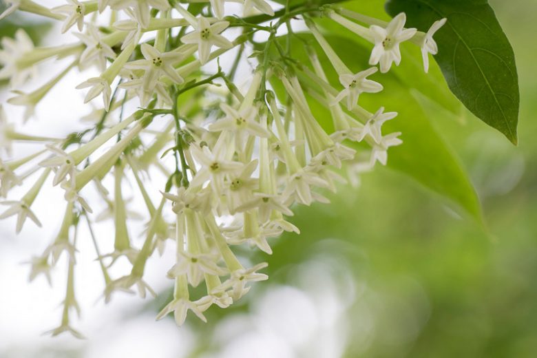 Cestrum nocturnum, Night-Blooming Jessamine, Night-Blooming Jasmine, Night-Blooming Cestrum, Raatrani,Fragrant Vine, Fragrant Shrub, White Flowers