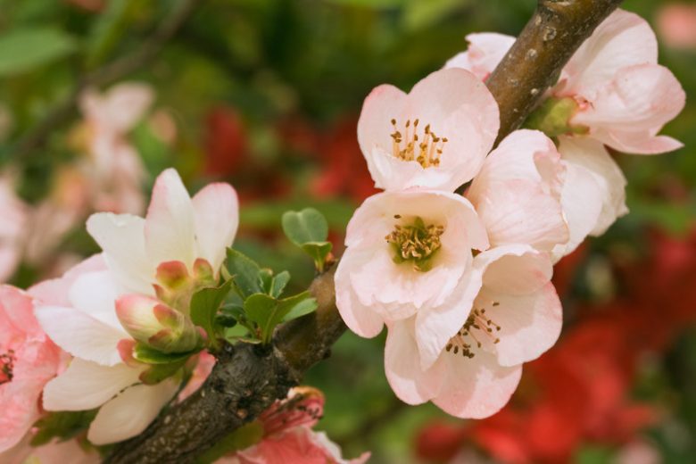 Chaenomeles speciosa 'Toyo Nishiki', Japanese Quince 'Toyo Nishiki', Flowering Quince 'Toyo Nishiki', Chaenomeles Toyo Nishiki, Japanese Flowering Quince, Pink flowers, Early Spring blooms