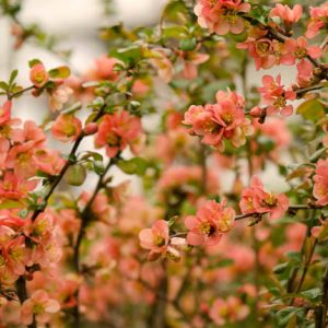 Chaenomeles japonica, Japanese Quince, Flowering Quince, Maule's Quince, Dwarf Quince, Japanese Flowering Quince
