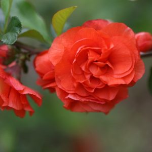 Chaenomeles speciosa 'Double Take Orange™', Japanese Quince 'Double Take Orange™', Flowering Quince 'Double Take Orange™', Japanese Flowering Quince, Orange flowers, Early Spring blooms