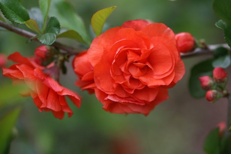 Chaenomeles speciosa 'Double Take Orange™', Japanese Quince 'Double Take Orange™', Flowering Quince 'Double Take Orange™', Japanese Flowering Quince, Orange flowers, Early Spring blooms