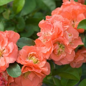 Chaenomeles speciosa Double Take Peach™, Japanese Quince Double Take Peach™, Flowering Quince Double Take Peach™, Japanese Flowering Quince, Green flowers, Early Spring blooms