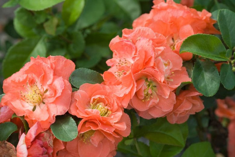 Chaenomeles speciosa Double Take Peach™, Japanese Quince Double Take Peach™, Flowering Quince Double Take Peach™, Japanese Flowering Quince, Green flowers, Early Spring blooms