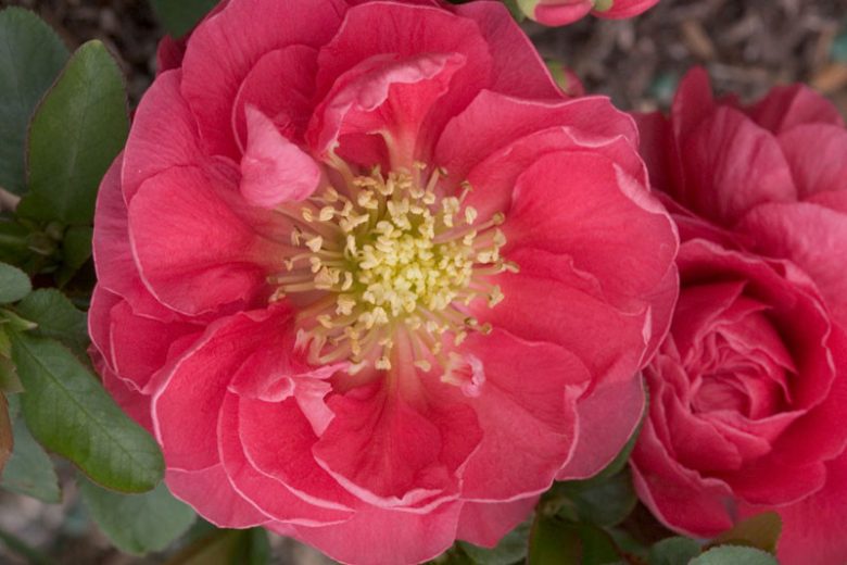 Chaenomeles speciosa Double Take Pink™, Japanese Quince Double Take Pink™, Flowering Quince Double Take Pink™, Japanese Flowering Quince, Pink flowers, Early Spring blooms