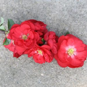 Chaenomeles speciosa Double Take Scarlet™', Japanese Quince Double Take Scarlet™', Flowering Quince Double Take Scarlet™', Japanese Flowering Quince, Red flowers, Early Spring blooms