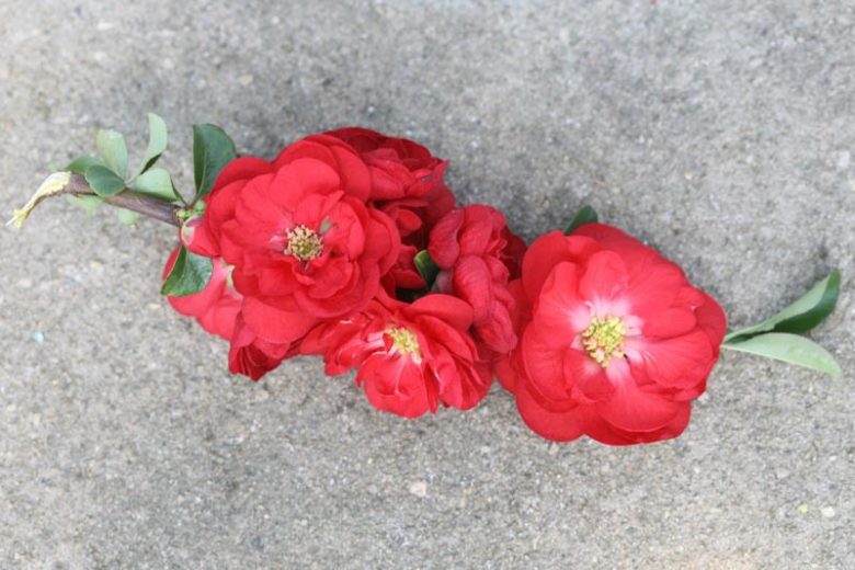 Chaenomeles speciosa Double Take Scarlet™', Japanese Quince Double Take Scarlet™', Flowering Quince Double Take Scarlet™', Japanese Flowering Quince, Red flowers, Early Spring blooms