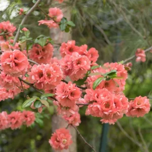 Chaenomeles speciosa 'Falconnet Charlet', Japanese Quince 'Falconnet Charlet', Flowering Quince 'Falconnet Charlet', Japanese Flowering Quince, Orange flowers, Apricot Flowers, Salmon Flowers, Early Spring blooms