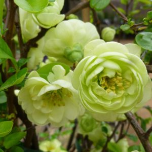 Chaenomeles speciosa 'Kinshiden', Japanese Quince 'Kinshiden', Flowering Quince 'Kinshiden', Japanese Flowering Quince, Green flowers, Early Spring blooms