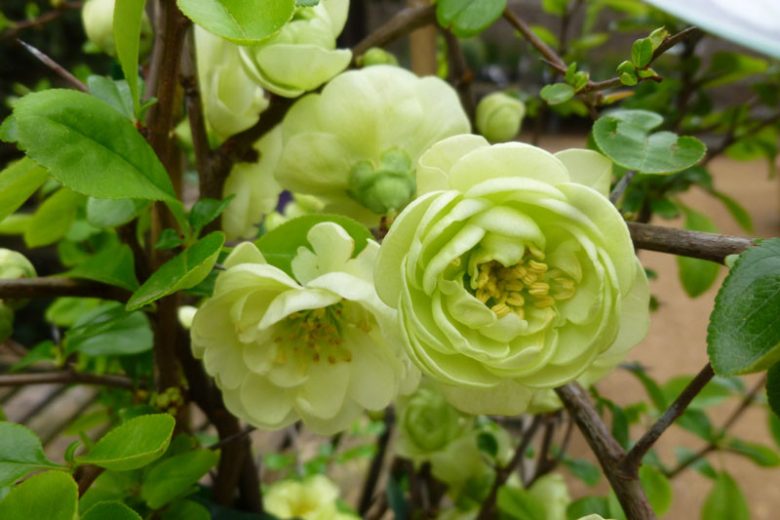 Chaenomeles speciosa 'Kinshiden', Japanese Quince 'Kinshiden', Flowering Quince 'Kinshiden', Japanese Flowering Quince, Green flowers, Early Spring blooms
