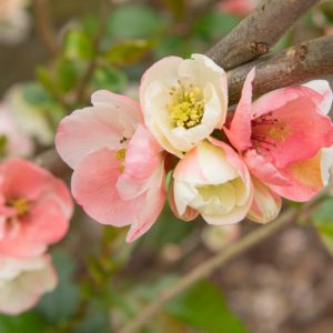 Chaenomeles speciosa 'Moerloosei',Japanese Quince 'Moerloosei', Flowering Quince 'Moerloosei', Chaenomeles speciosa 'Apple Blossom', Chaenomeles superba 'Moerloosii', Japanese Flowering Quince, Pink flowers, White flowers, Early Spring blooms
