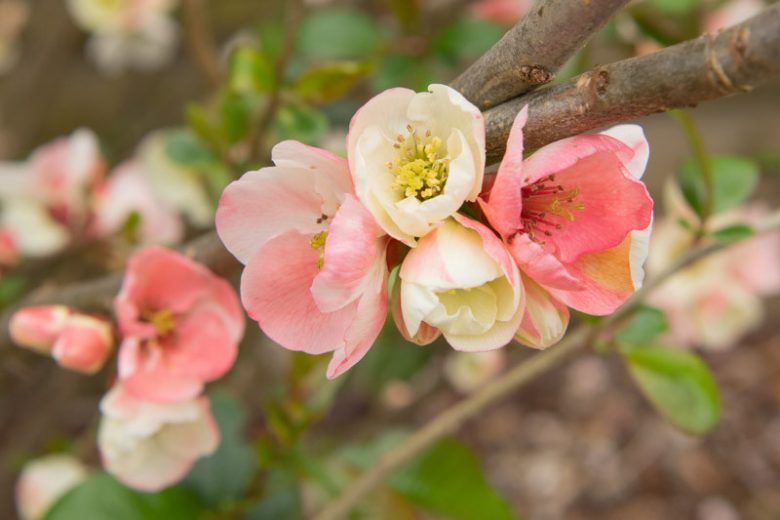 Chaenomeles speciosa 'Moerloosei',Japanese Quince 'Moerloosei', Flowering Quince 'Moerloosei', Chaenomeles speciosa 'Apple Blossom', Chaenomeles superba 'Moerloosii', Japanese Flowering Quince, Pink flowers, White flowers, Early Spring blooms