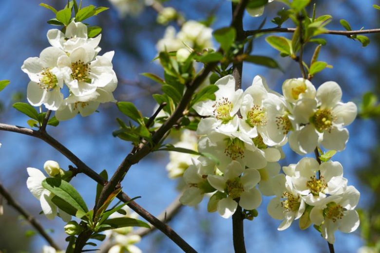 Chaenomeles speciosa 'Nivalis', Japanese Quince 'Nivalis', Flowering Quince 'Nivalis', Japanese Flowering Quince, White flowers, Early Spring blooms