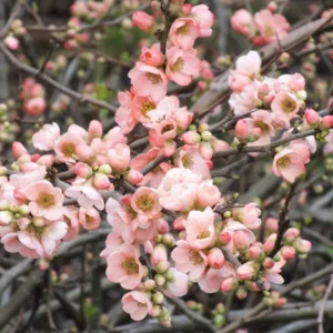 Chaenomeles x superba 'Coral Sea', Japanese Quince 'Coral Sea', Flowering Quince 'Coral Sea', Japanese Flowering Quince, Pink flowers, Early Spring blooms