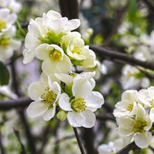 Chaenomeles x superba 'Jet Trail', Japanese Quince 'Jet Trail', Flowering Quince 'Jet Trail', Chaenomeles japonica 'Jet Trail', Chaenomeles 'Jet Trail', Japanese Flowering Quince, White flowers, Early Spring blooms