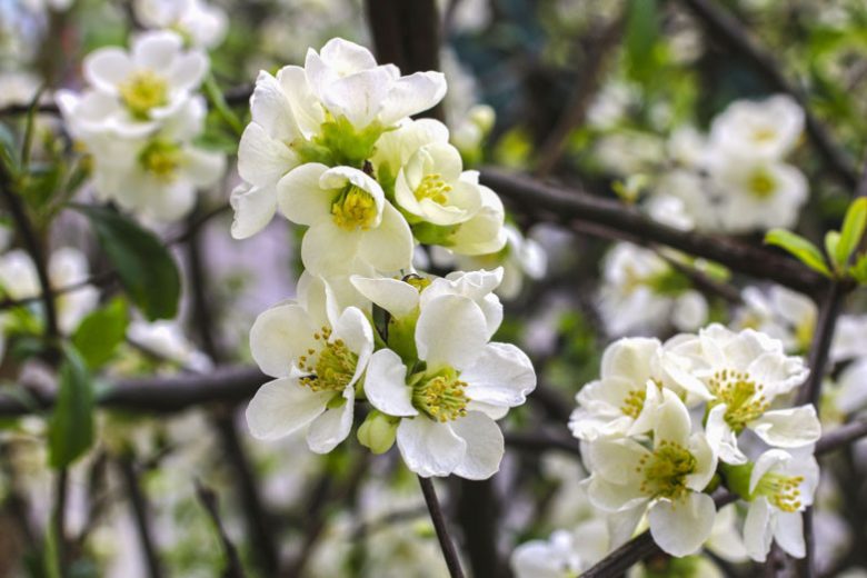 Chaenomeles x superba 'Jet Trail', Japanese Quince 'Jet Trail', Flowering Quince 'Jet Trail', Chaenomeles japonica 'Jet Trail', Chaenomeles 'Jet Trail', Japanese Flowering Quince, White flowers, Early Spring blooms