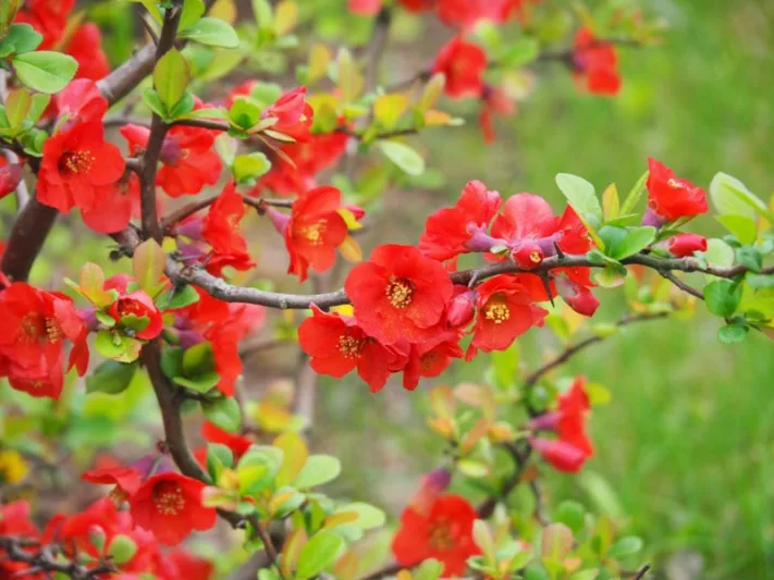 Chaenomeles x superba 'Knap Hill Scarlet', Japanese Quince 'Knap Hill Scarlet', Flowering Quince 'Knap Hill Scarlet', Japanese Flowering Quince, Red flowers, Early Spring blooms