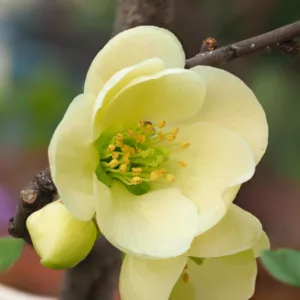 Chaenomeles x superba 'Lemon and Lime', Japanese Quince 'Lemon and Lime', Flowering Quince 'Lemon and Lime', Japanese Flowering Quince, White flowers, Early Spring blooms