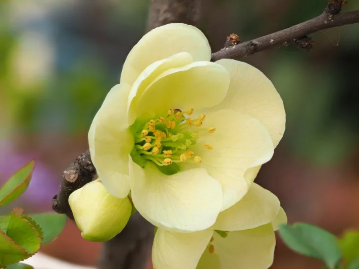 Chaenomeles x superba 'Lemon and Lime', Japanese Quince 'Lemon and Lime', Flowering Quince 'Lemon and Lime', Japanese Flowering Quince, White flowers, Early Spring blooms