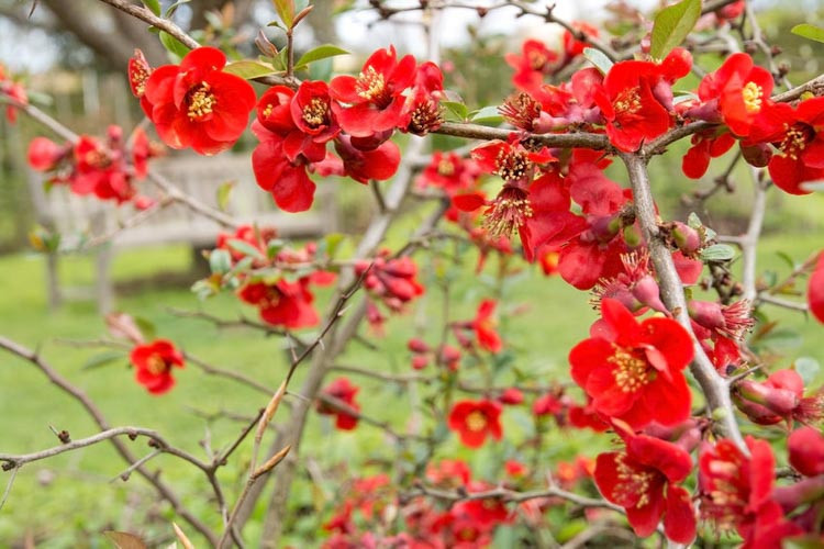 Chaenomeles x superba 'Nicoline', Japanese Quince 'Nicoline', Flowering Quince 'Nicoline', Japanese Flowering Quince, Red flowers, Early Spring blooms