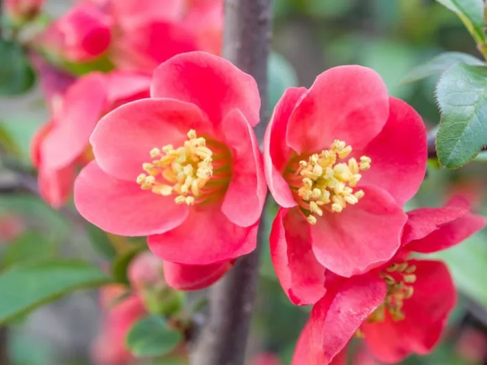 Chaenomeles x superba 'Pink Lady', Japanese Quince 'Pink Lady', Flowering Quince 'Pink Lady', Chaenomeles speciosa 'Pink Lady', Japanese Flowering Quince, Pink flowers, Early Spring blooms