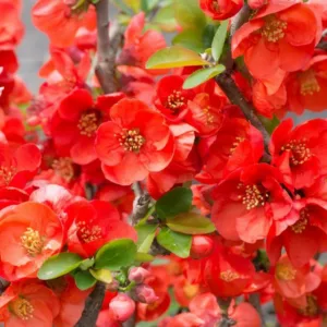 Chaenomeles x superba 'Texas Scarlet', Japanese Quince 'Texas Scarlet', Flowering Quince 'Texas Scarlet', Japanese Flowering Quince, Red flowers, Early Spring blooms