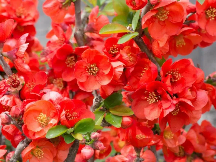Chaenomeles x superba 'Texas Scarlet', Japanese Quince 'Texas Scarlet', Flowering Quince 'Texas Scarlet', Japanese Flowering Quince, Red flowers, Early Spring blooms