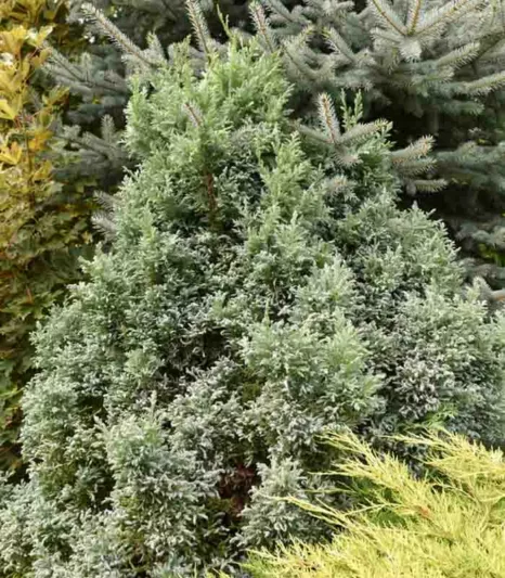 Chamaecyparis Pisifera 'Curly Tops', Sawara Cypress 'Curly Tops', Japanese Cypress 'Curly Tops', evergreen shrub, golden shrub