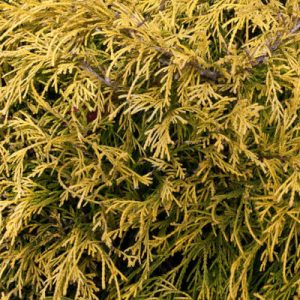 Chamaecyparis Pisifera 'Filifera Aurea', Sawara Cypress 'Filifera Aurea', Japanese Cypress 'Filifera Aurea', evergreen shrub, golden shrub